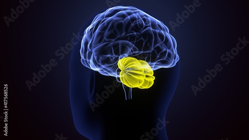 3d illustration of human body brain cerebellum anatomy.