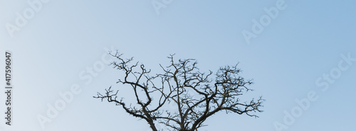 A lone leafless tree against a blue sky