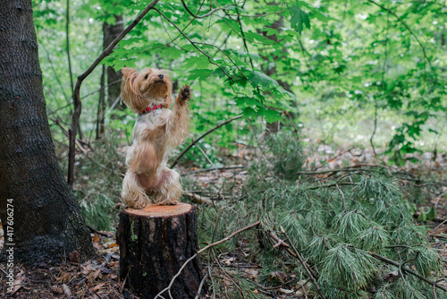 yorkshire terrier york 