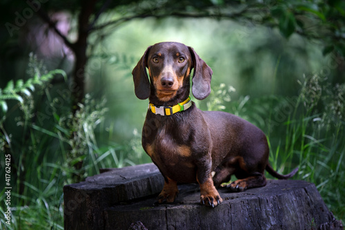 Dachshund dog in nature background