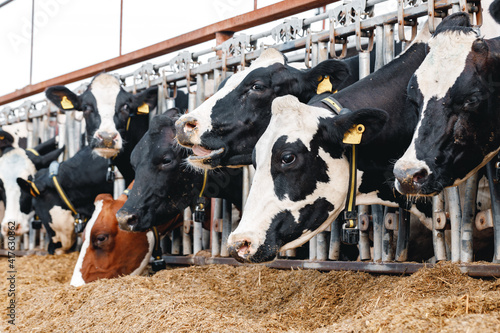 Cows standing in a stall and eating hay