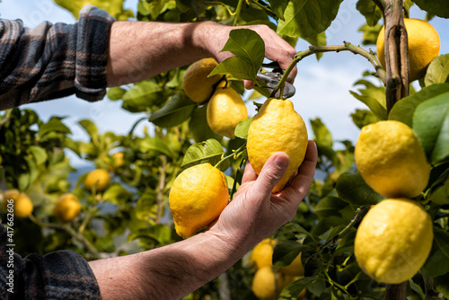 Close-up of the hands of the farmer who harvest the lemons in the citrus grove with scissors. Traditional agriculture.