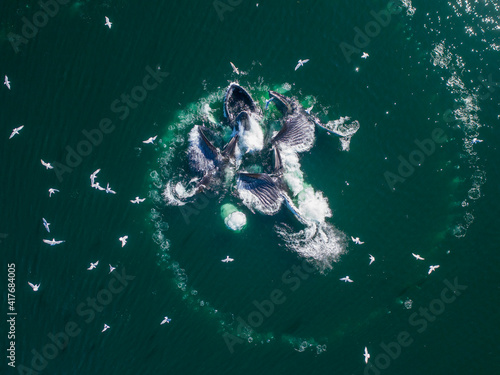 USA, Alaska, Aerial view of Humpback Whales (Megaptera novaeangliae) lunging at surface of Frederick Sound while bubble net feeding on herring shoal on summer afternoon