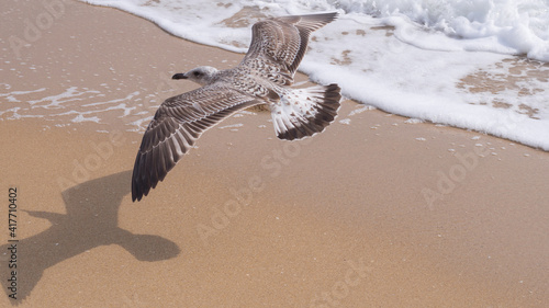 Mewa romańska lecąca nad brzegiem morza Czarnego