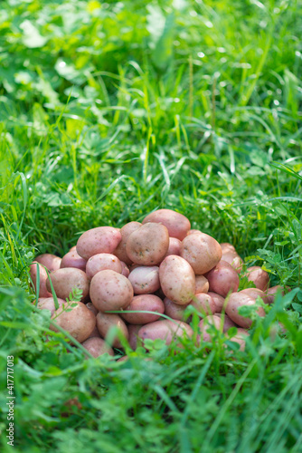 Pile of newly harvested and washed potatoes - Solanum tuberosum on grass. Harvesting potato roots in homemade garden. Organic farming, healthy food, BIO viands, back to nature concept.