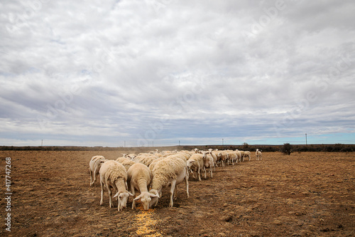 Dorper sheep feasing on mealies