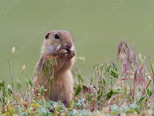 European ground squirrel in natural habitat (Spermophilus citellus) - juvenile