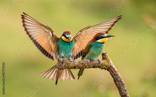 Europaen Bee-eater in spring