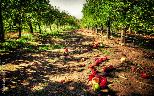 Fallen Apples on the Ground in Apple Orchard, Julian, California