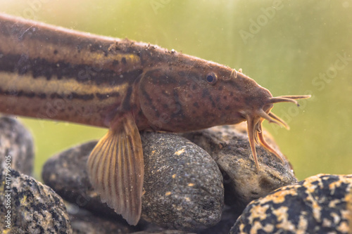 Weather loach portrait in natural aquatic habitat