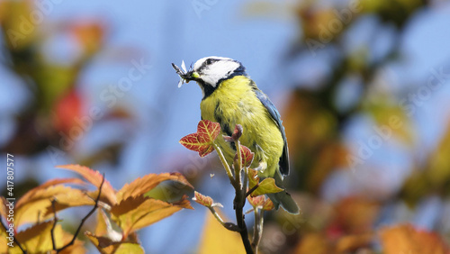 Blue Tit with flys in its beak