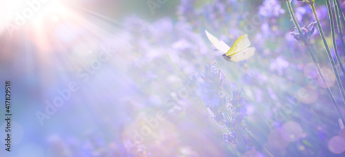 Abstract Spring or Summer floral background; beautiful lavender flower against evening sunny sky and fly butterfly; nature landscape Abstract background.