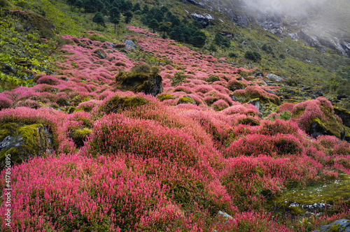 Wild flowers bloom across Himalaya mountain slopes. Tawang, India.