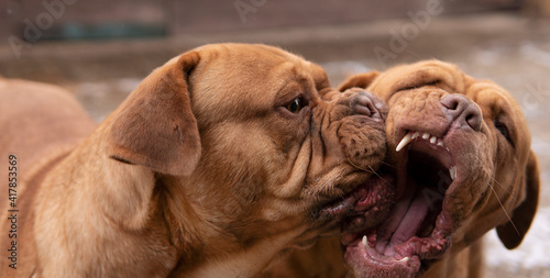 Two red french mastiffs lovely play each other outdoor