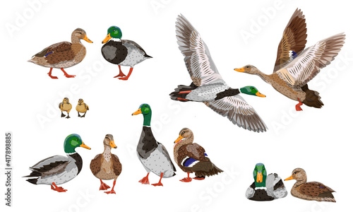 Mallard duck set. Male, female and ducklings of the Mallard duck Anas platyrhynchos. Realistic vector illustration of wild birds of Europe, America and North Africa.