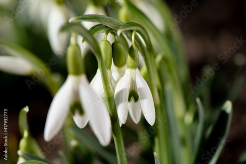 Blooming common snowdrops (Galanthus nivalis) welcome spring. First blooming flower after winter.