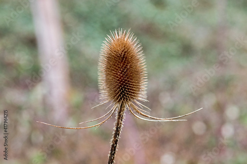 Wild teasel