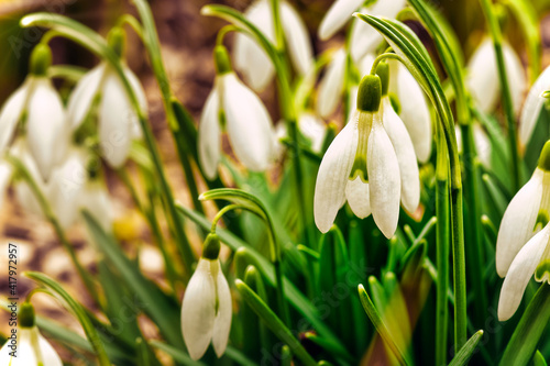 White Snowdrop Flowers (Galanthus Nivalis) On Early Spring. Close up, with selective focus.