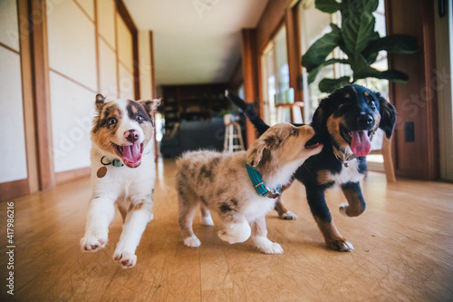 Australian Shepherd puppies play in grass