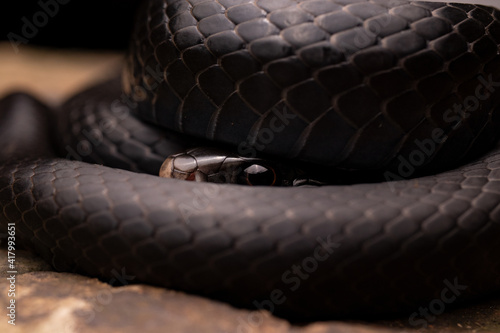 Black Snake Coiled and Peeking