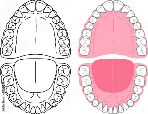 口腔内と歯のイラスト