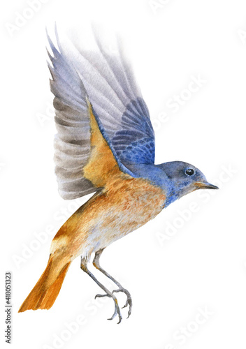 A flying bluebird hand drawn in watercolor isolated on a white background. Watercolor illustration. 