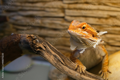 Baby of bearded agama dragon with shedding skin on head and sits on log in his terrarium. Cure exotic domestic animal, pet. The content of the lizard at home.