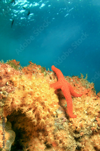 Mediterranean Red Sea Star, Starfish, Echinaster sepositus, Cabo Cope-Puntas del Calnegre Natural Park, Mediterranean Sea, Murcia, Spain, Europe