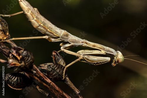 Praying Mantis Macro Photograph in Sardinia, Details