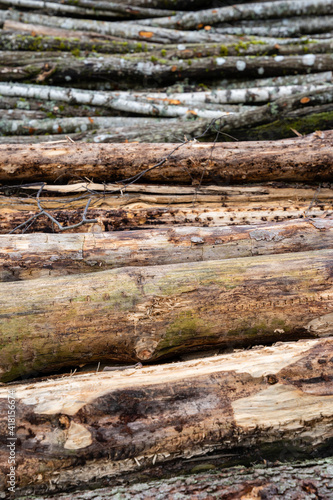 logs of different trees stacked in one pile form horizontal lines