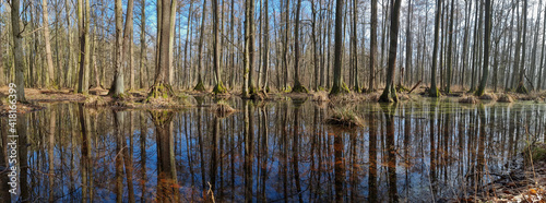 PIERWOTNY BAGIENNY LAS. REZERWAT PRZYRODY „OLSZYNY NIEZGODZKIE”. DOLINA BARYCZY, POLSKA.