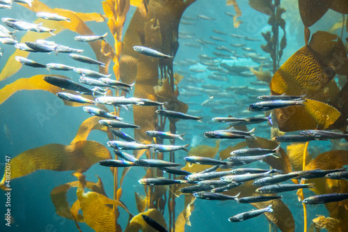 United States, California, Monterey, Monterey Bay Aquarium, School of Pacific Sardines swimming among kelp
