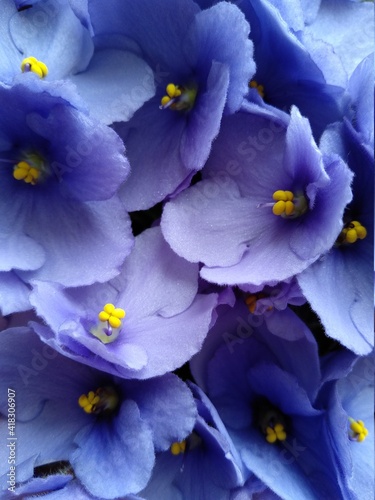 Close-up african violet. Floral background for design. Floriculture collection.
