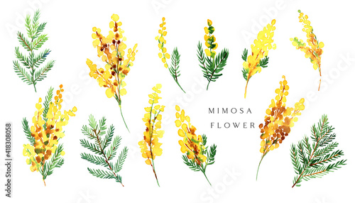 Watercolor yellow mimosa bouquet Women's day flowers symbol. Spring yellow flowers mimosa twig isolated for greeting cards, web, posters
