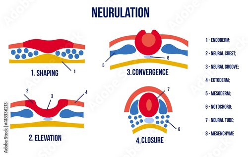 Stages of neurulation. Neural tube formation. Vector illustration