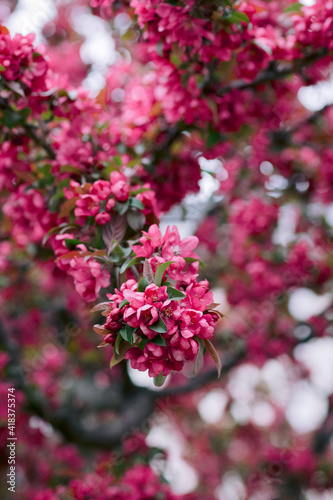 Deep red and pink crabapple blossoms on a tree in springtime