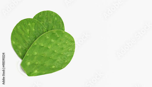 spineless green cactus leaf nopal (Opuntia ficus-indica) with copy space