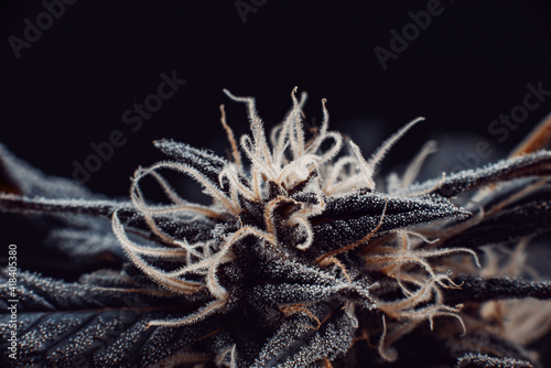 marijuana leaves medical plant cannabis bud a beautiful background