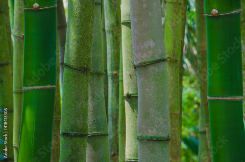 USA, Florida. Bamboo grove.