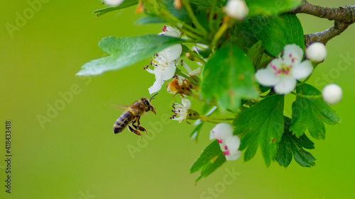 pszczoła w locie