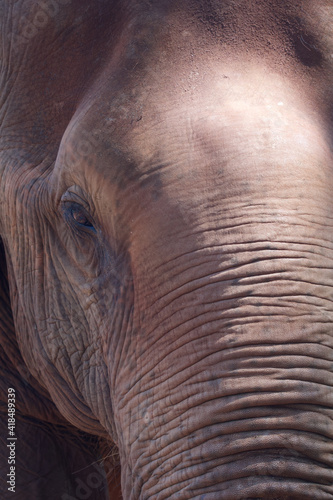 full frame close up of asian elephant female eye