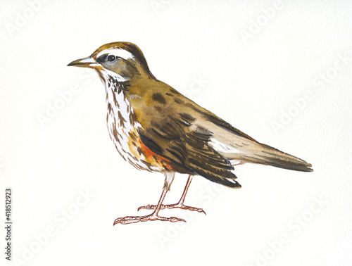Hand drawn watercolor illustration bird Thrush