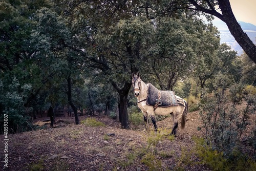 Caballo árabe andaluz en el bosque de robles