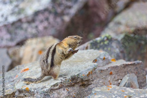 Dancing chipmunk on colored rocks