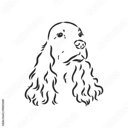 dog breed Cocker Spaniel muzzle, sketch vector graphics black and white drawing
