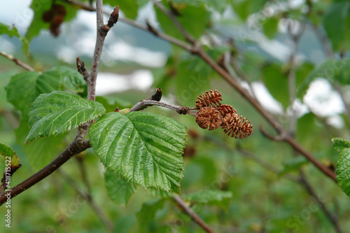 Flora of Kamchatka Peninsula: the last year's empty mature cones and new spring leaves of green alder (Alnus alnobetula subsp. fruticosa or Alnus viridis subsp. fruticosa)