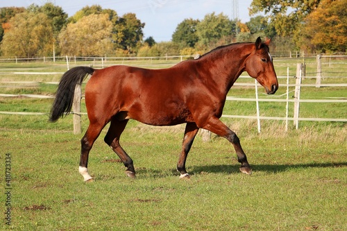 beautiful brown quarter horse is trotting on the paddock