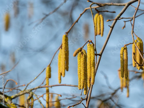 A nice picture of the hazel catkin in spring