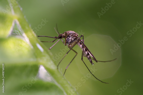 Mosquito resting on the grass. Male and female mosquitoes feed on nectar and plant juices, but many species of mosquitoes can suck the blood of animals.