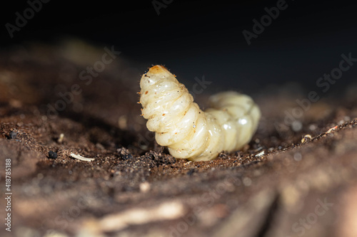 roundheaded wood borers, The longhorn beetles grub on the trunk 